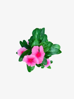 Vinca Pervinca - comprar online