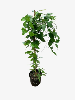 Pyrostegia Venusta en internet
