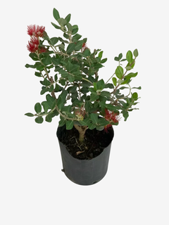 Metrosideros Excelsus - VallsGarden