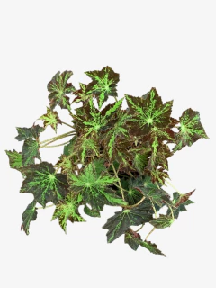 Begonia Cleopatra - comprar online