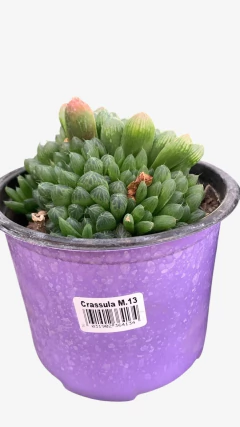 Crassula m13 en internet