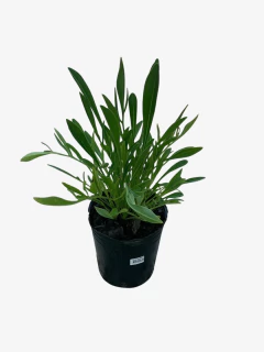 Coreopsis Grandiflora - tienda online