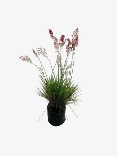 Melinis Repens - VallsGarden