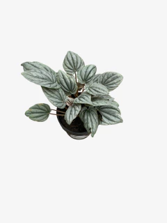 Peperomia Plateada - tienda online