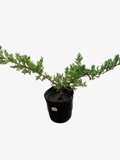 Juniperus Horizontalis Procumbens Nana - tienda online