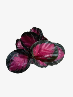 Calathea Misty Red en internet