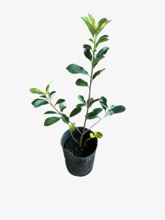 Photinia - comprar online