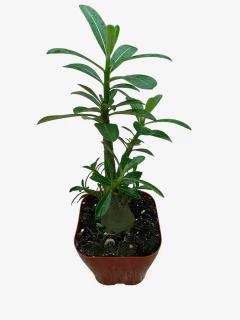 Rosa del desierto - tienda online