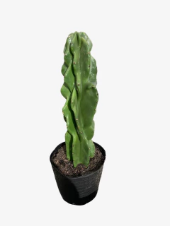 Cactus Monstruoso en internet