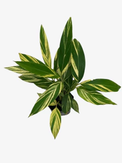 Alpinia Zerumbet Variegata en internet