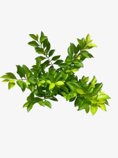 Duranta Repens Aurea - comprar online