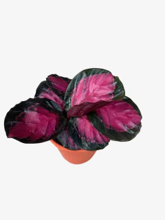 Calathea Misty Red