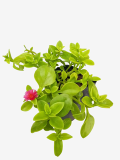 Aptemia (baby san rose) - comprar online