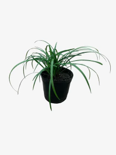 Liriope Muscari en internet