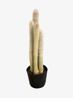 Cactus Strausii en internet
