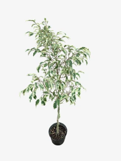 Ficus Hawái - tienda online