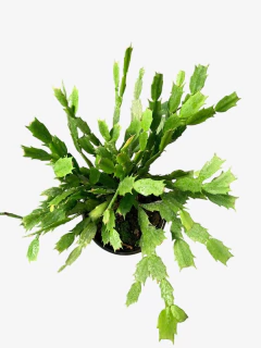 Cactus Santa Teresita - comprar online