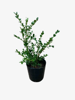 Buxus Sempervirens - comprar online