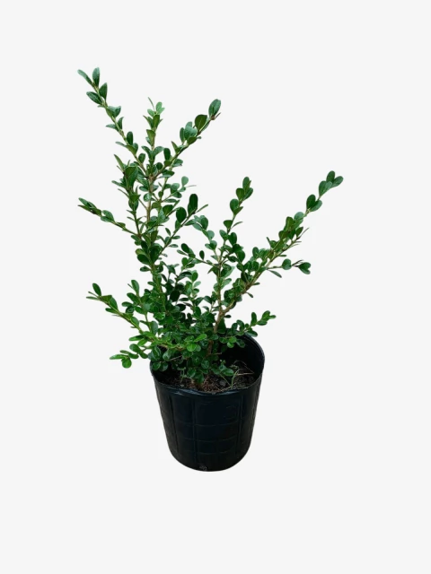 Buxus Sempervirens - comprar online