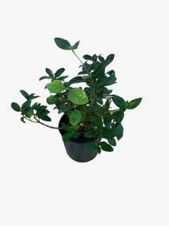 Laurentino compacto - VallsGarden