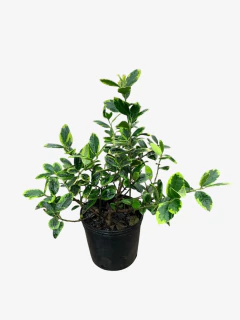 Ilex Aquifolium Madame Briot (muerdago)