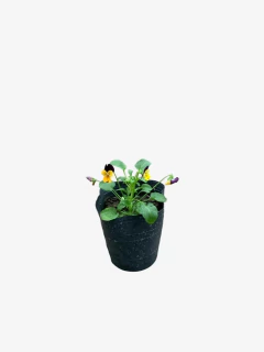 Viola Mini - comprar online