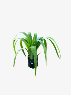 Iris Japonico - comprar online