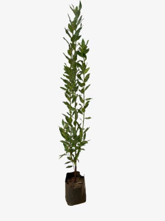 Laurel Comestible - comprar online