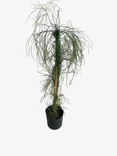 Lluvia de Fuego (Amarilla) - tienda online