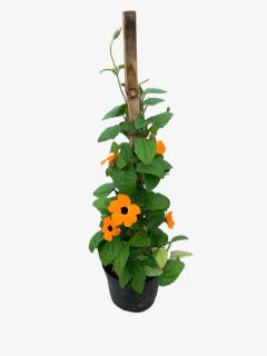 Ojo de Poeta - comprar online