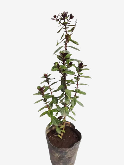 Veronica - comprar online