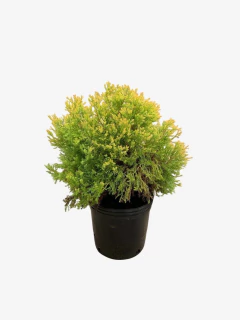 Thuja Occidentalis Ellwangeriana Rheingold - VallsGarden