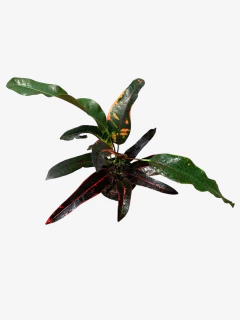 Crotón De Fuego - comprar online
