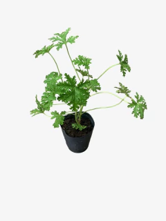 Imagen de Citronella