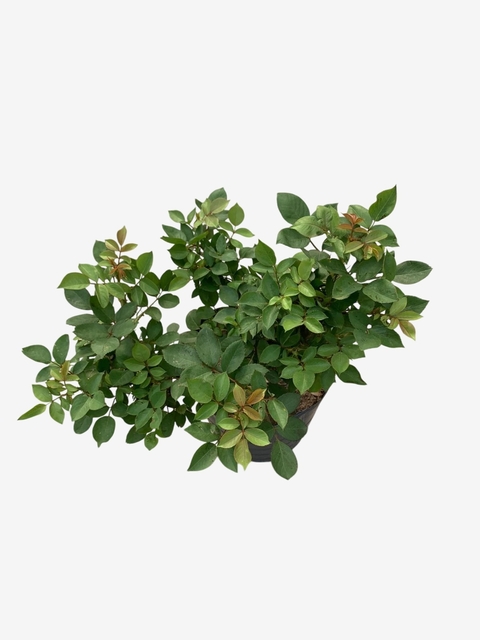 Rosal pie bajo Floribunda - comprar online