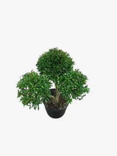 Eugenia Compacta Multitronco - comprar online
