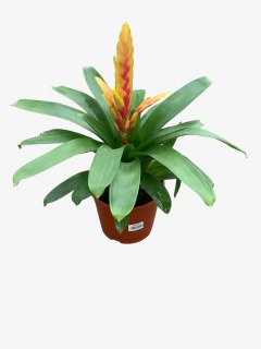 Vresia M14 - tienda online