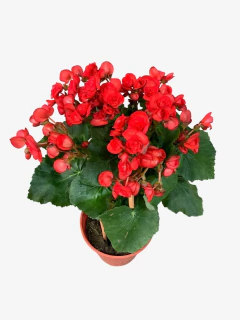 Begonia Elatior - tienda online