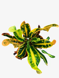 Crotón Tirabuzón - comprar online