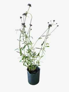 Verbena Bonariensis en internet