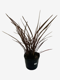 Phormium Atropurpurea Nana (formio) - VallsGarden