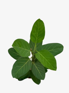 Ficus Audrey en internet