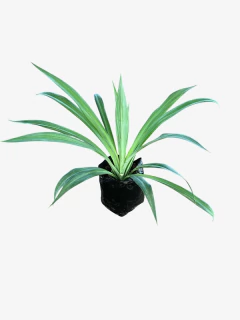 Beschorneria Yucoides - comprar online