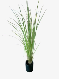 Paspalum Haumanii - comprar online
