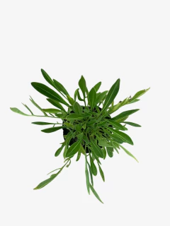 Coreopsis Grandiflora - comprar online