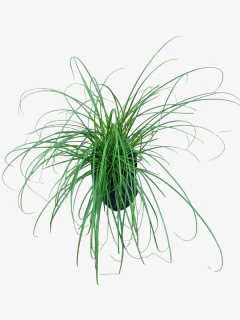 Carex Divulsa - VallsGarden
