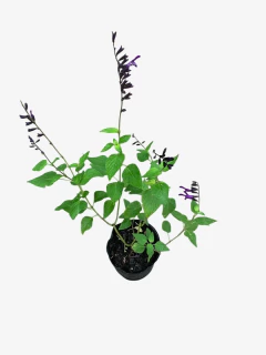 Salvia Amistad - VallsGarden