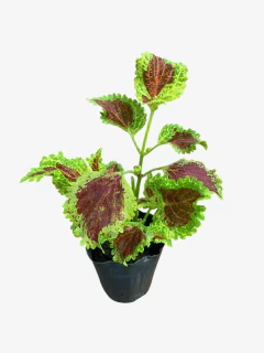 Coleus Común - VallsGarden