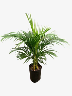 Areca - tienda online