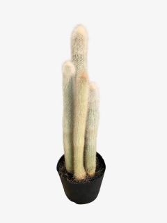 Cactus Strausii